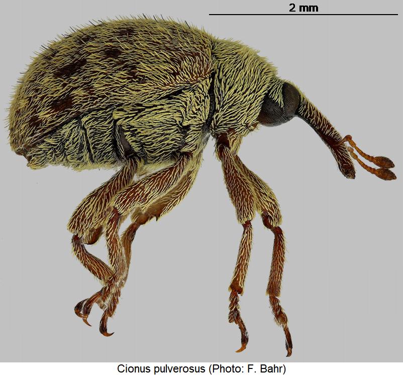 cionus_pulverosus_sa.jpg