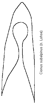 cionus_subalpinus.gif