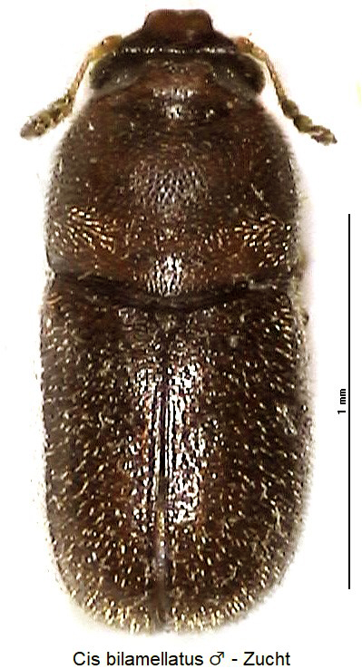 cis_bilamellatus_hab.jpg