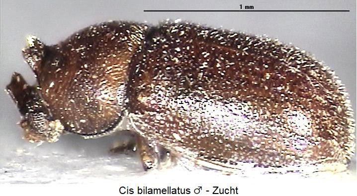 cis_bilamellatus_sa.jpg
