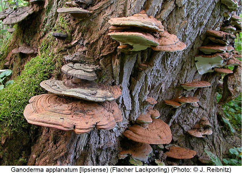 cis_castaneus_ganoderma_rbn.jpg