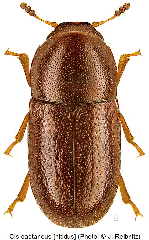 cis_castaneus_hab_rbn.jpg