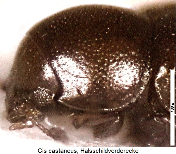 cis_castaneus_vk.jpg