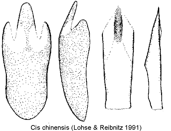 cis_chinensis.gif