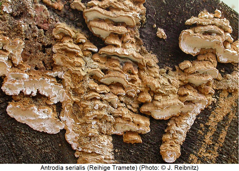 cis_dentatus_antrodia_rbn.jpg