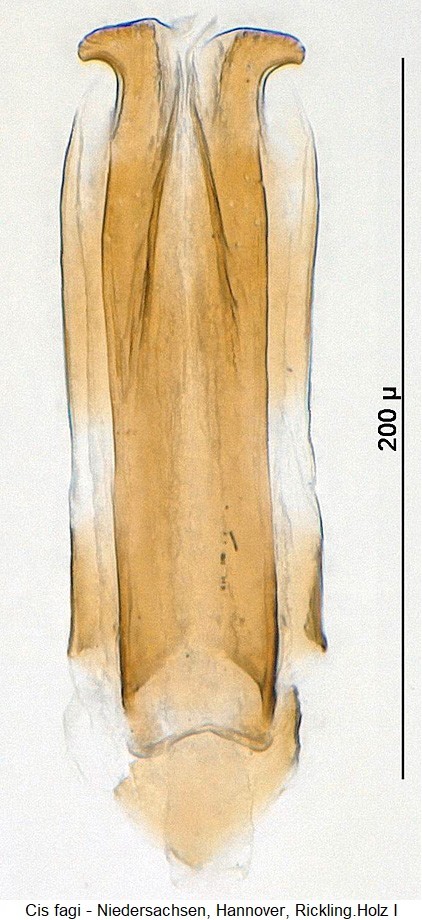 cis_fagi-20240204.jpg