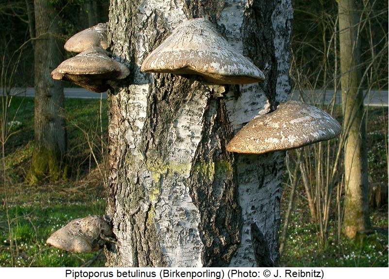 cis_fagi_piptoporus_rbn.jpg