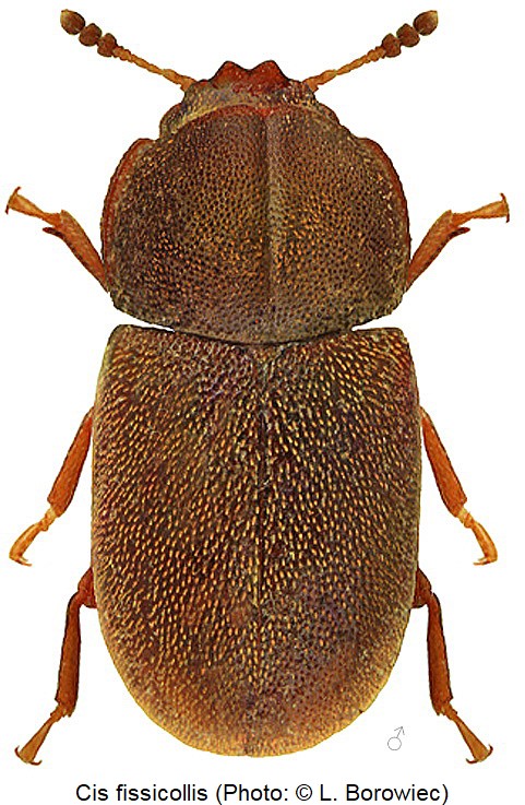 cis_fissicollis_hab_bor.jpg