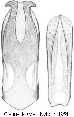 cis_fusciclavis_gen_rbn.jpg