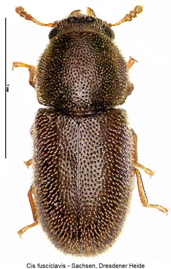 cis_fusciclavis_hab-20240204.jpg