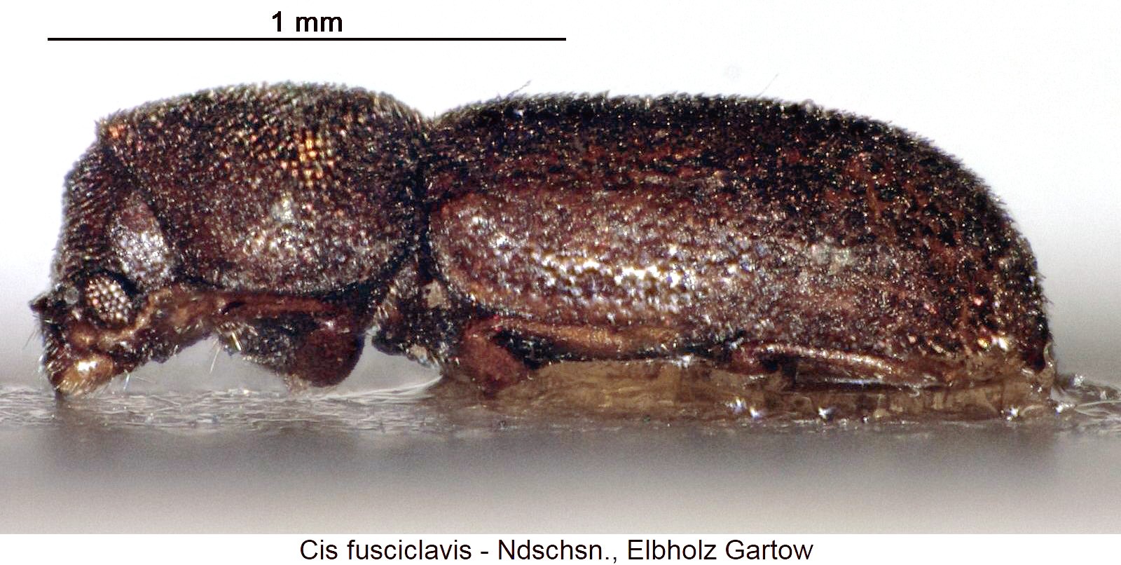 cis_fusciclavis_sa.jpg