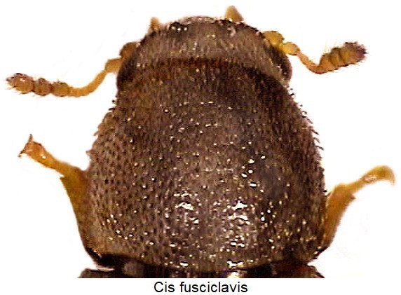 cis_fusciclavis_vk.jpg