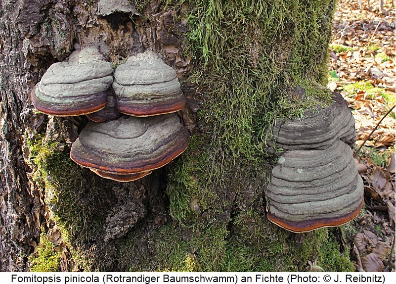 cis_glabratus_fomitopsis_rbn.jpg