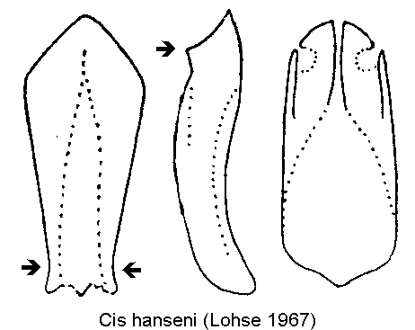 cis_hanseni.gif