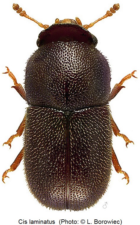 cis_laminatus_m_hab_bor.jpg