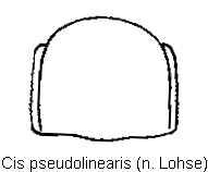 cis_pseudolinearis_hsch.gif