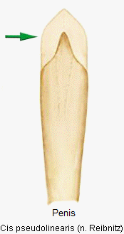 cis_pseudolinearis_r.gif