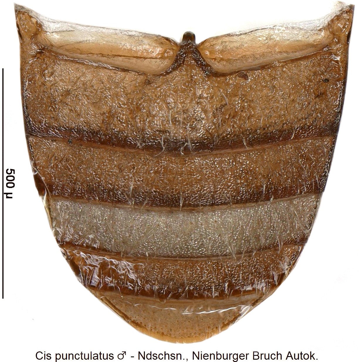 cis_punctulatus_m_abd-20240204.jpg