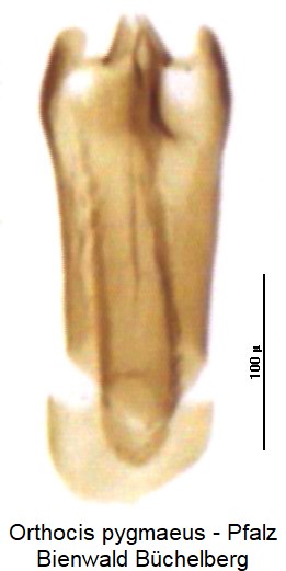 cis_pygmaeus.jpg