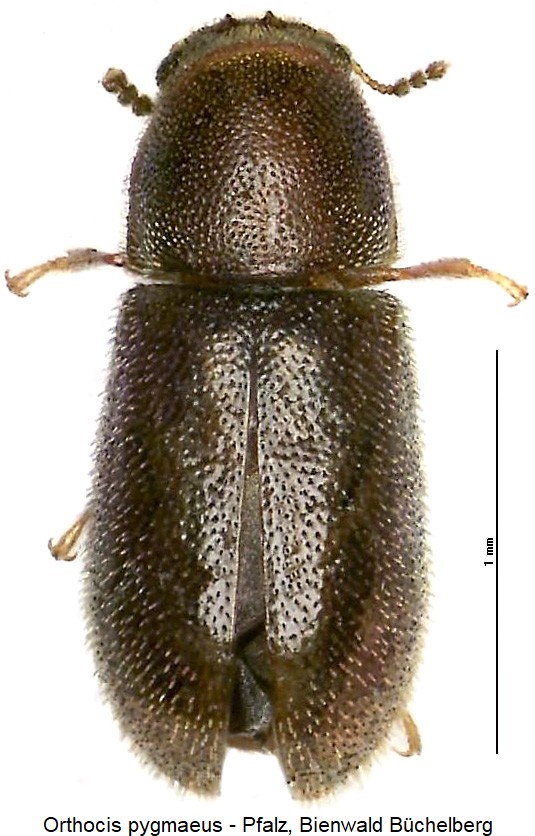 cis_pygmaeus_hab.jpg