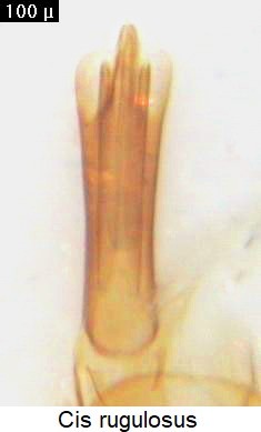 cis_rugulosus-20240204.jpg
