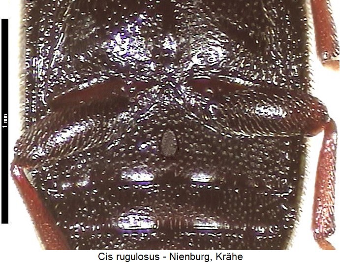 cis_rugulosus_us-20240204.jpg
