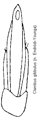 clambus_gibbulus.gif
