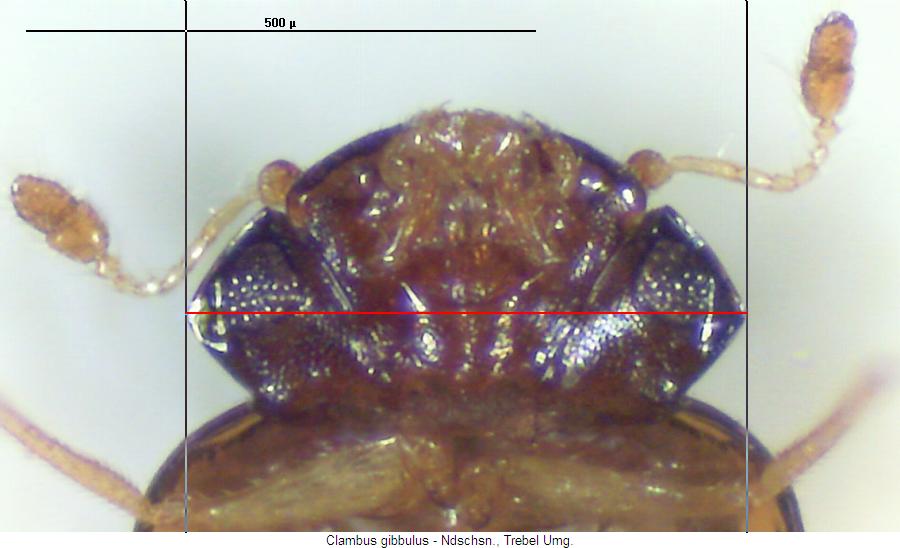 clambus_gibbulus_k.jpg