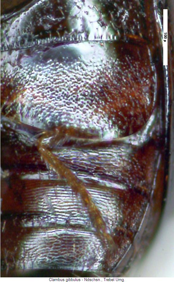 clambus_gibbulus_us.jpg