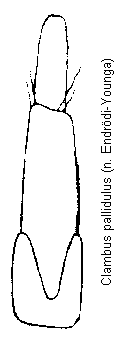 clambus_pallidulus.gif