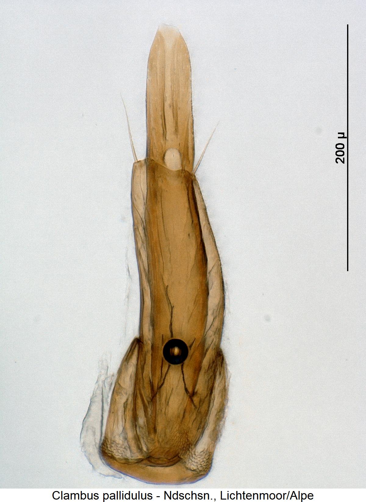 clambus_pallidulus1.jpg