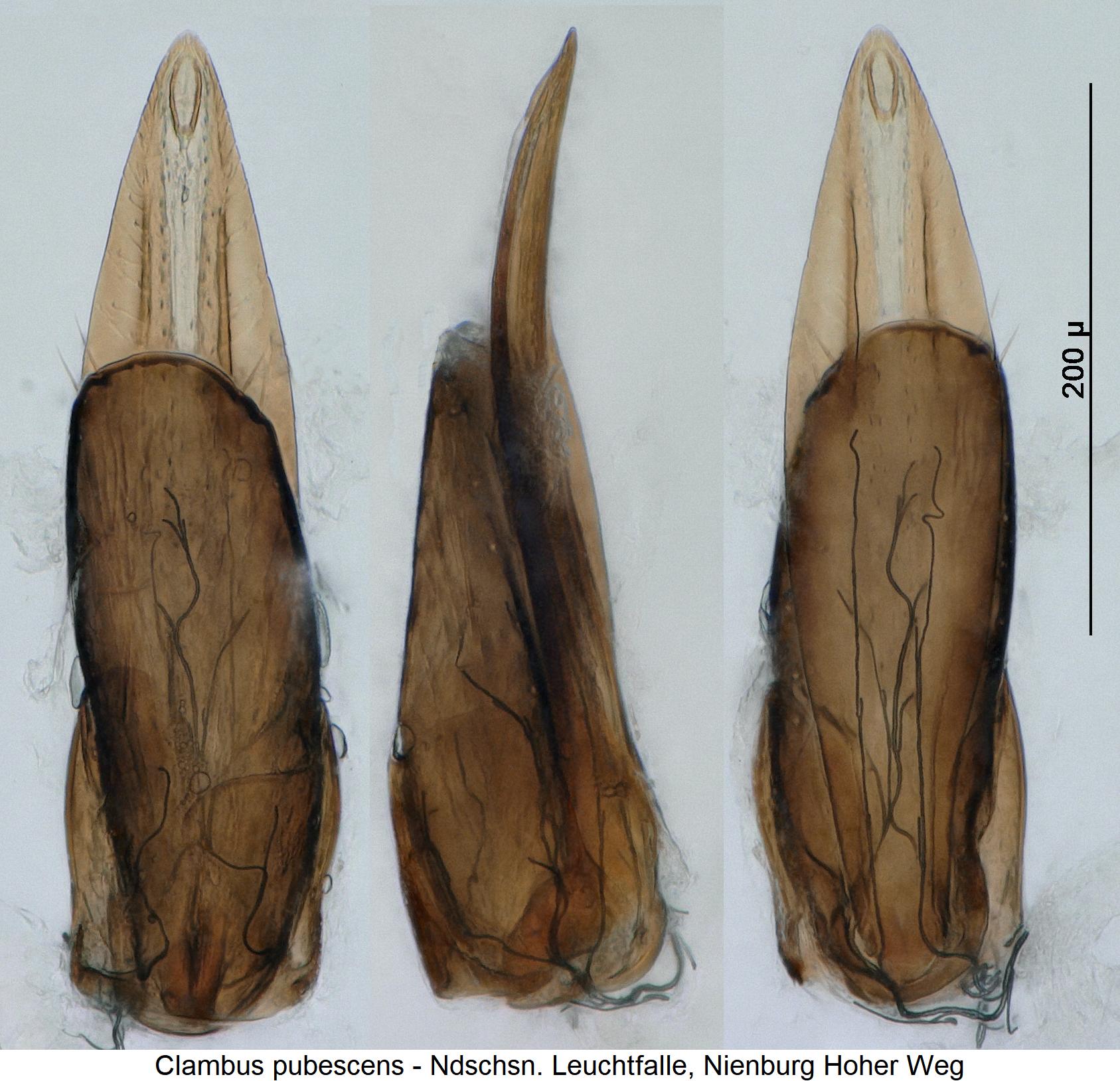 clambus_pubescens3.jpg