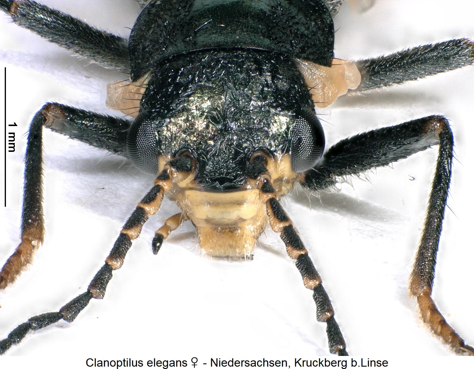 clanoptilus_elegans_w_k.jpg