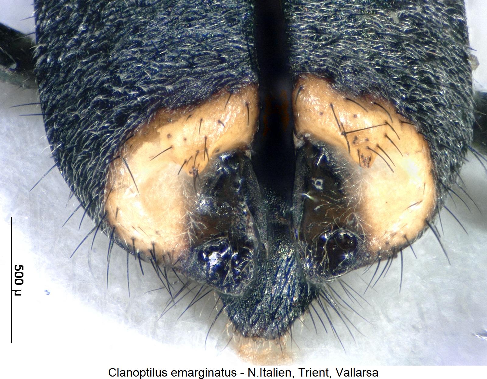clanoptilus_emarginatus_excitator.jpg