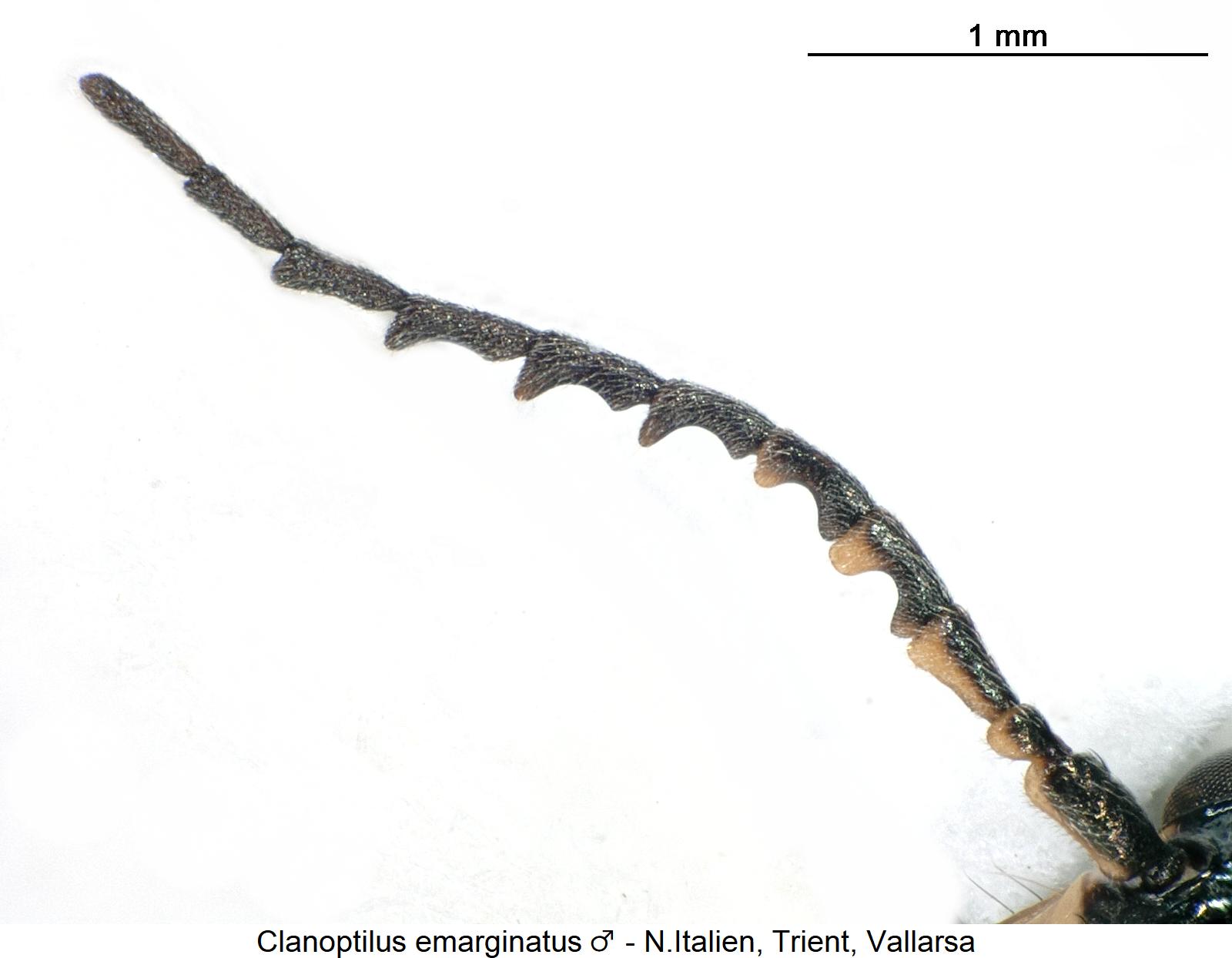 clanoptilus_emarginatus_m_f.jpg