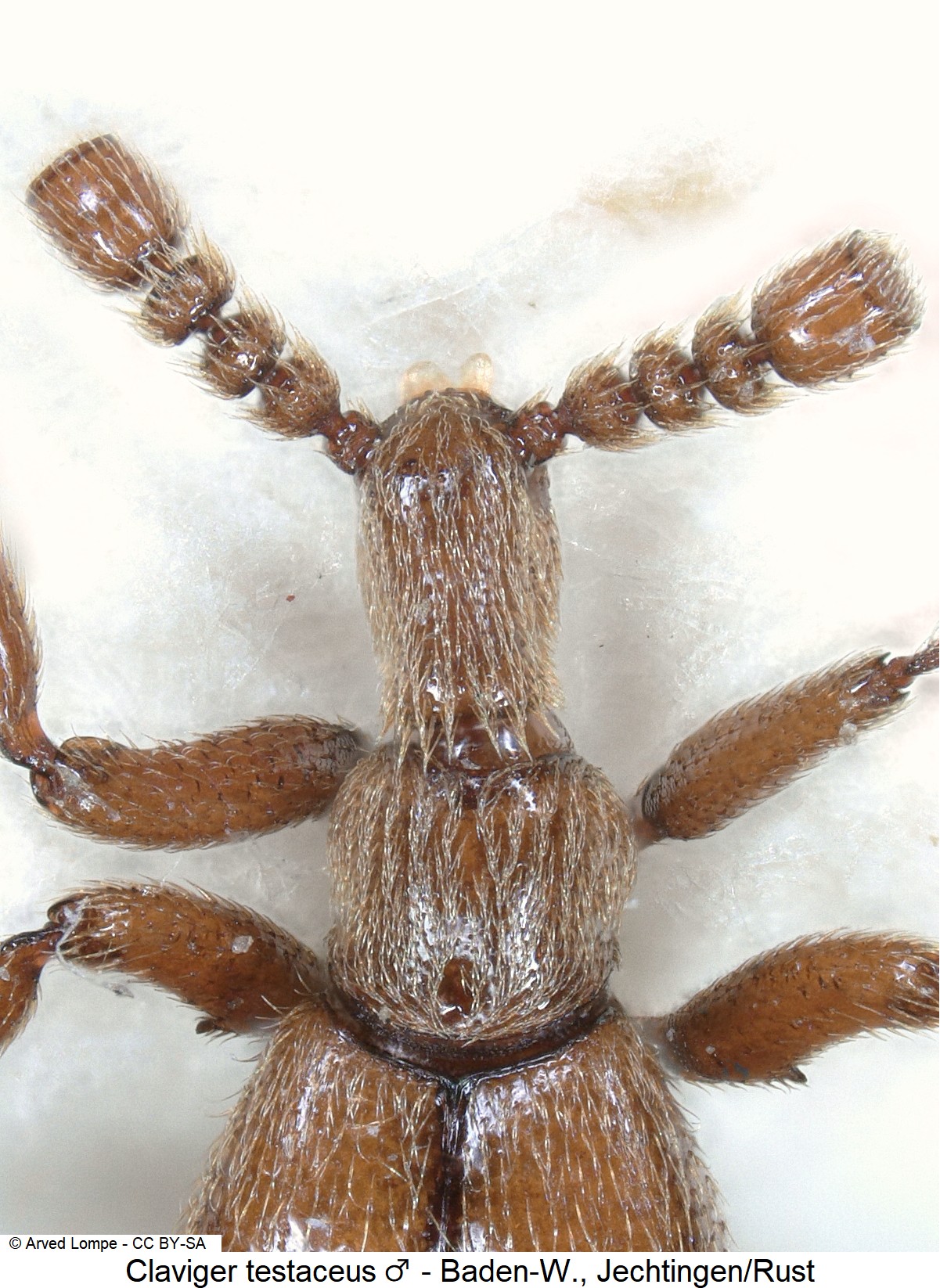 claviger_testaceus_m_vk.jpg