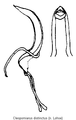 cleopomiarus_distinctus.gif