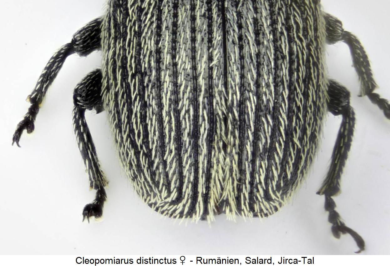 cleopomiarus_distinctus_w_hlb.jpg