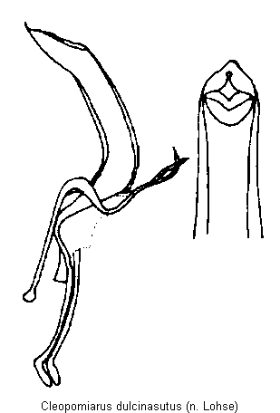 cleopomiarus_dulcinasutus.gif