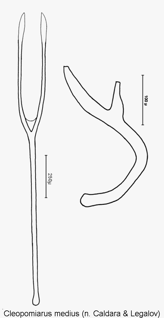 cleopomiarus_medius_sperm.gif