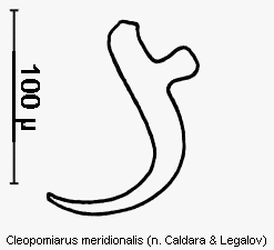 cleopomiarus_meridionalis_sperm.gif