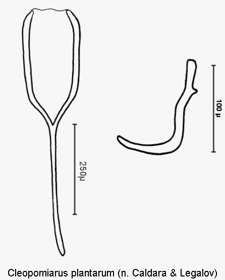 cleopomiarus_plantarum_sperm.gif