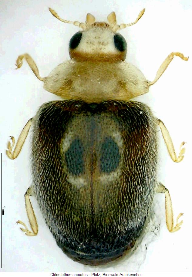 clitostethus_arcuatus_hab.jpg