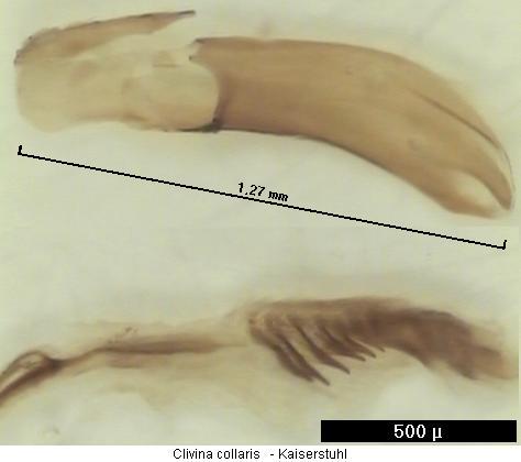clivina_collaris.jpg