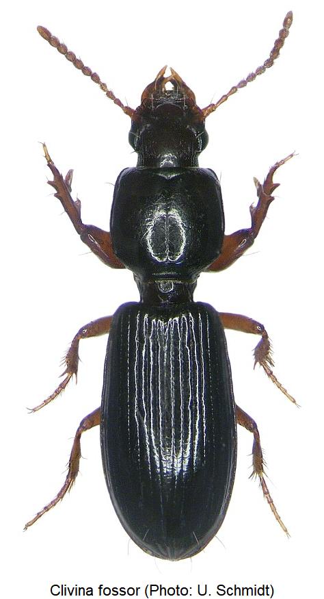 clivina_fossor_hab.jpg