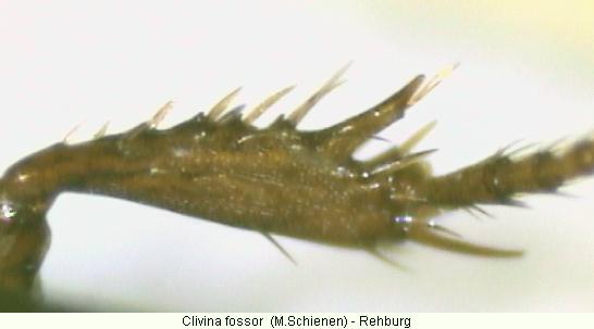 clivina_fossor_mschn.jpg