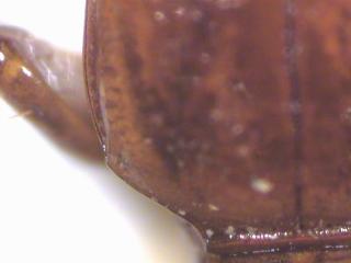 clivina_hsch.jpg