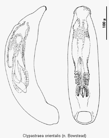clypastraea_orientalis.gif