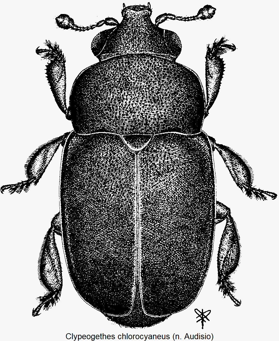 clypeogethes_chlorocyaneus_hab.gif