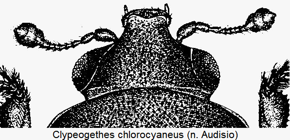 clypeogethes_chlorocyaneus_k.gif